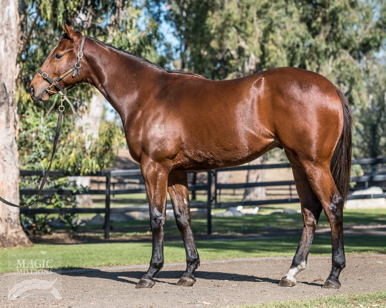 Sebring (AUS) / Shanya (IRE) - photo 1