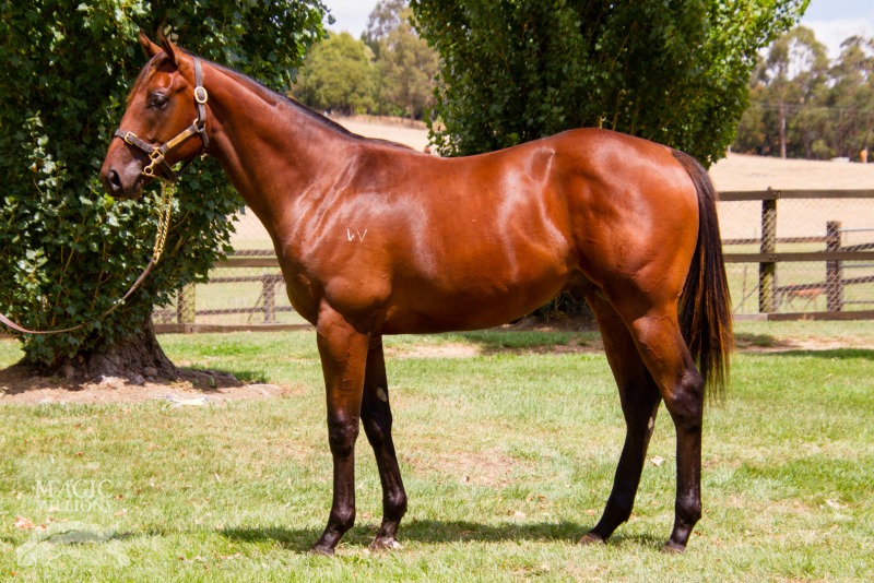 Needs Further (AUS) / Backwhereibelong (AUS) - photo 1