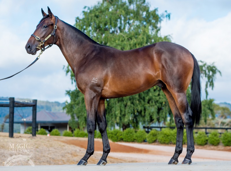 The Factor (USA) / New Moves (AUS) - photo 1