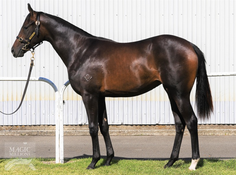 Cardinal Virtue (AUS) / Rosewood Quest (AUS) - photo 1