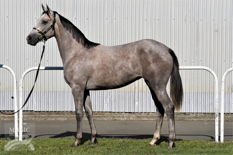 Mawingo (GER) / Silver Wire (AUS) - photo 1