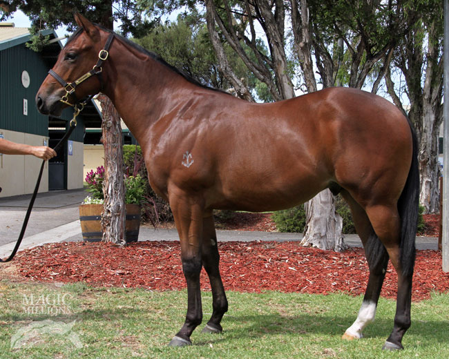 Pride of Dubai (AUS) / Jet Over the Moon (AUS) - photo 1