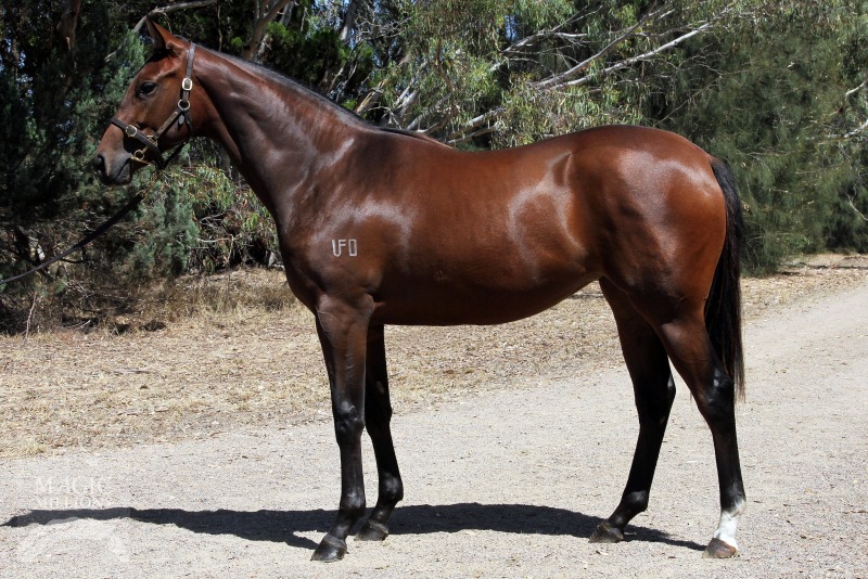 Master of Design (AUS) / Just Sybil (AUS) - photo 1