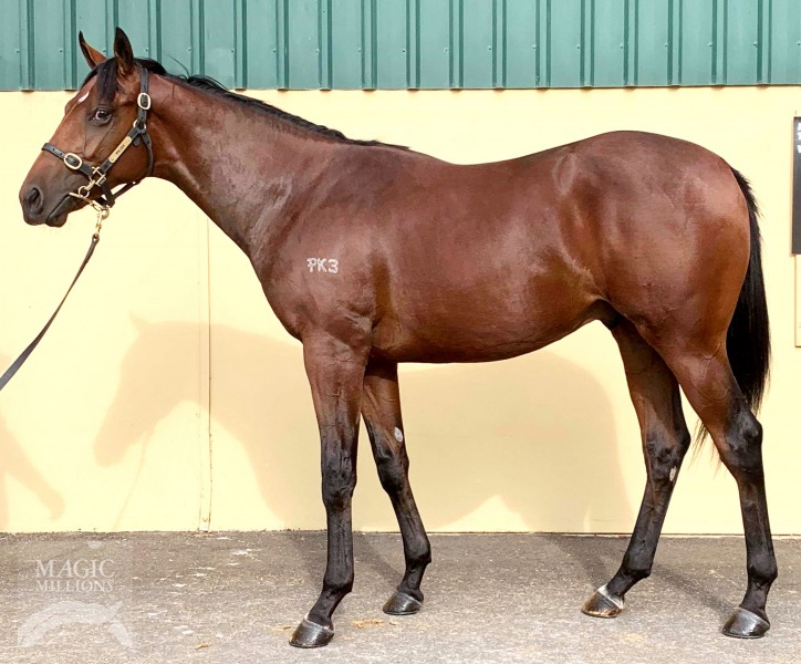 Adelaide (IRE) / Lady Spitfire (AUS) - photo 1