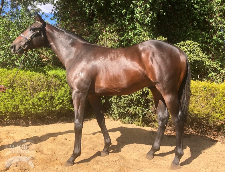 Fighting Sun (AUS) / Mahogany Room (AUS) - photo 1