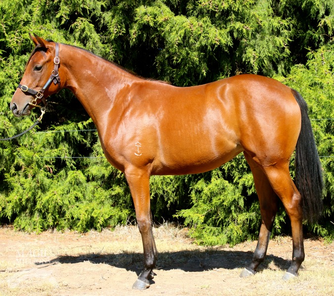 Charge Forward (AUS) / Our Mikayla's Star (AUS) - photo 1