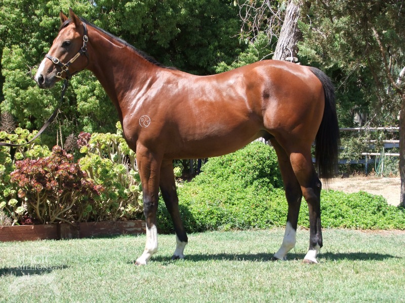 Reward for Effort (AUS) / Palace de Lago (AUS) - photo 1