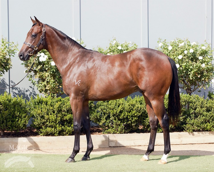 Dissident (AUS) / Purity (AUS) - photo 1