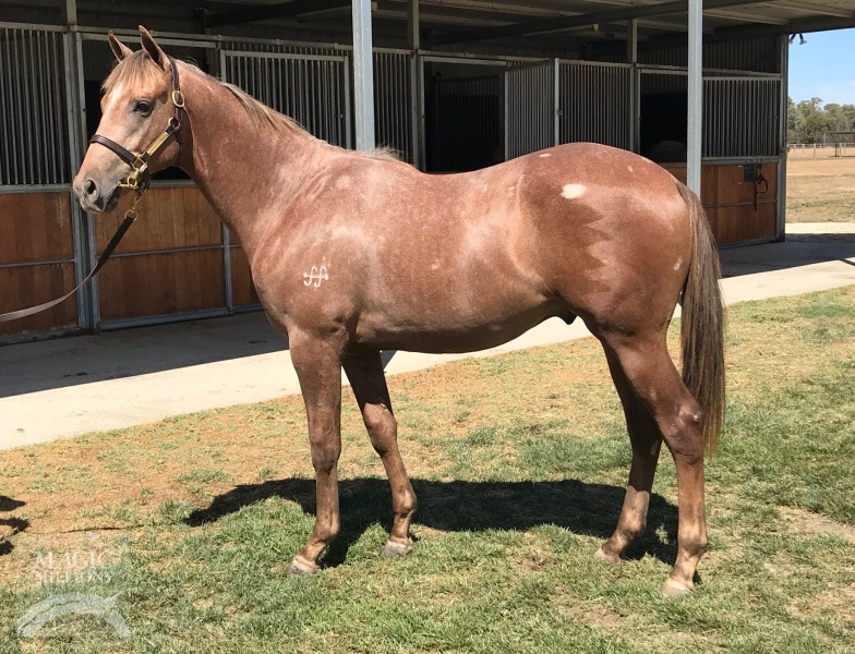 Olympic Glory (IRE) / Real Special (AUS) - photo 1