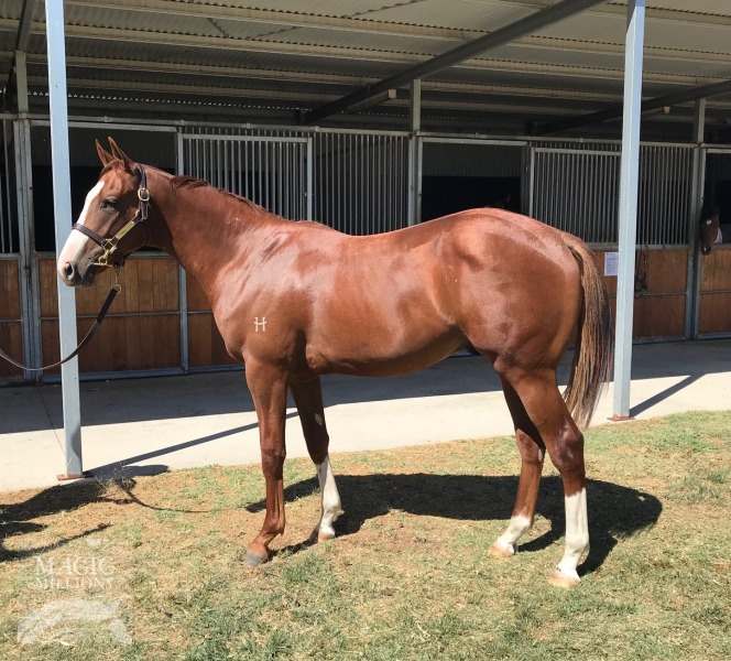 Written Tycoon (AUS) / Rossa Mia (AUS) - photo 1