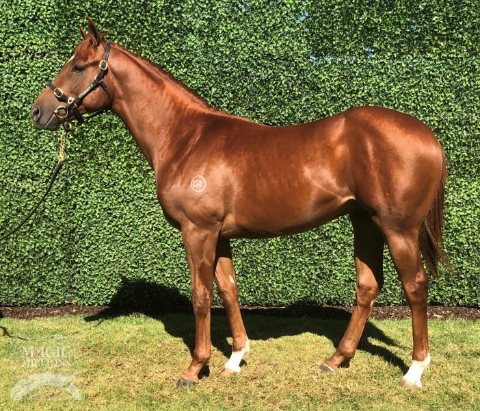 Akeed Mofeed (GB) / Secret Delight (AUS) - photo 1