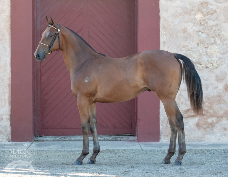 Magnus (AUS) / Silvercup Baby (USA) - photo 1