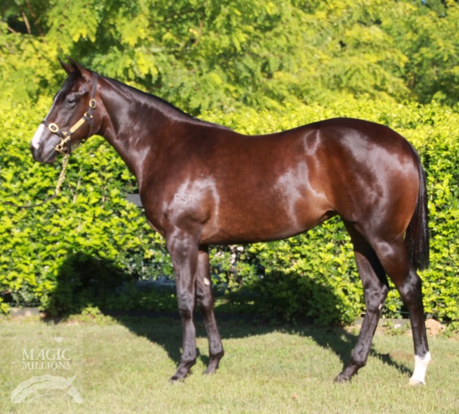 Dream Ahead (USA) / Silvery Sheila (AUS) - photo 1