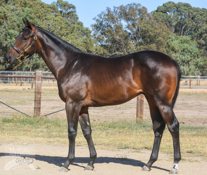 Dissident (AUS) / Sinikka (AUS) - photo 1