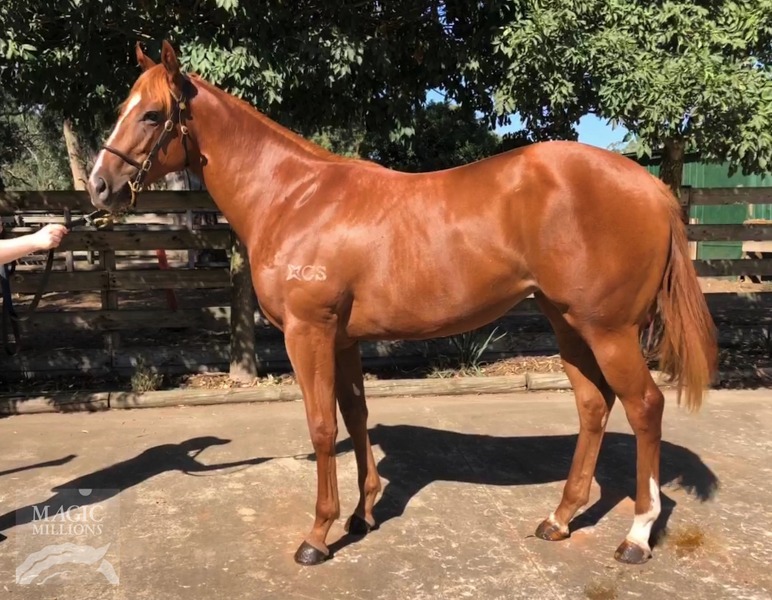 Free Eagle (IRE) / Song of Gold (AUS) - photo 1