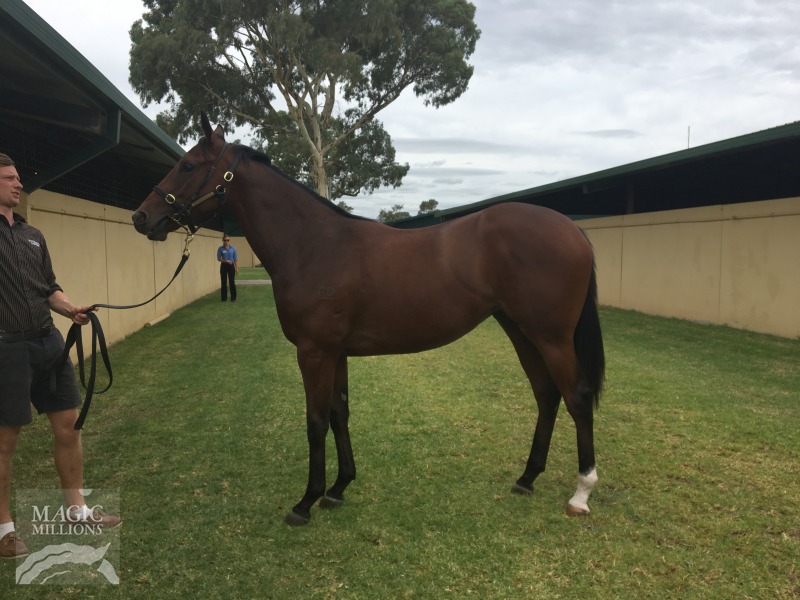 Fighting Sun (AUS) / Southern Smile (AUS) - photo 1