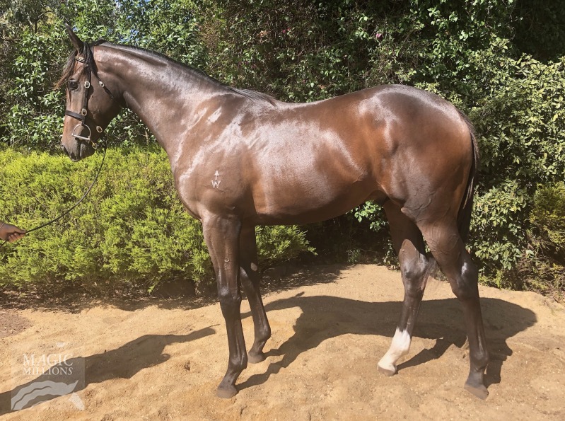 Danerich (AUS) / Street Blaze (AUS) - photo 1