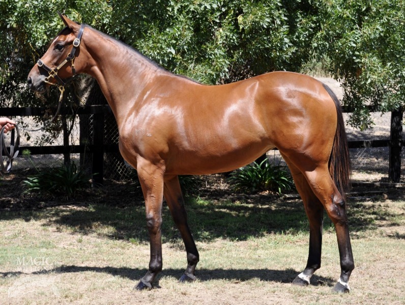 Dundeel (NZ) / Swan River (AUS) - photo 1