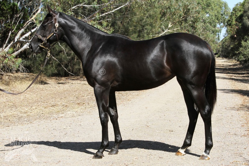 Kermadec (NZ) / Tamarind Lane (AUS) - photo 1