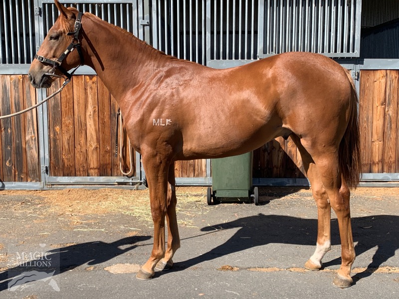 Magnus (AUS) / Taransay (AUS) - photo 1