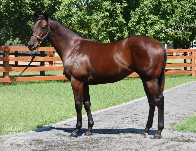 Nicconi (AUS) / Valuabelle (AUS) - photo 1