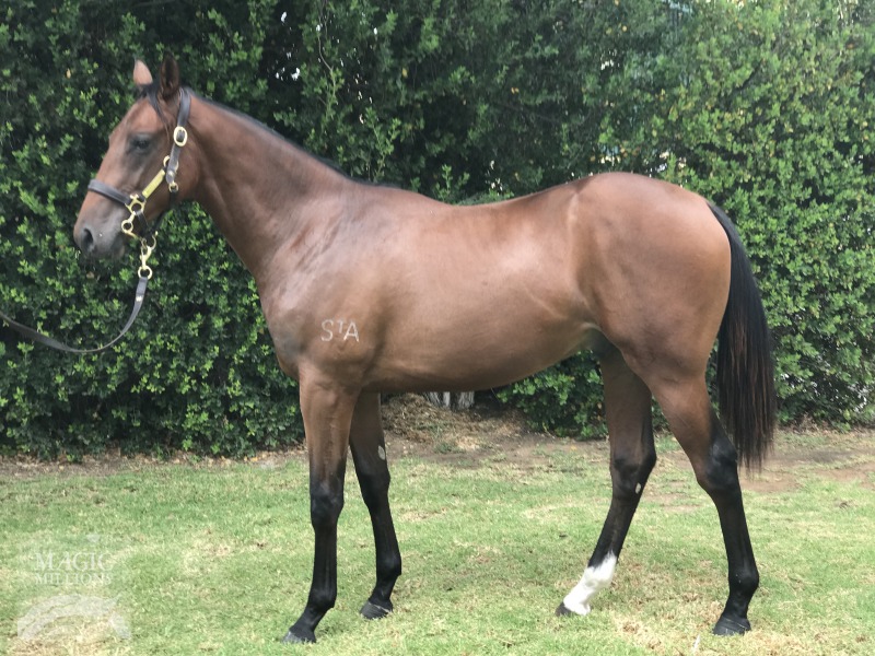 Bull Point (AUS) / Watch My Toosh (AUS) - photo 1