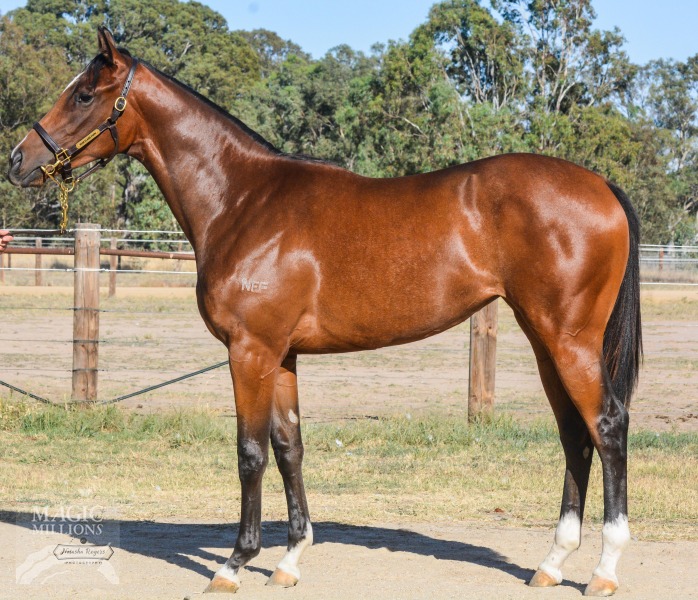 Helmet (AUS) / Western Passage (USA) - photo 1