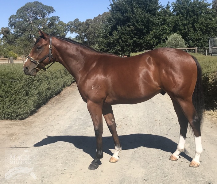 Kaphero (AUS) / Yule Smile (AUS) - photo 1