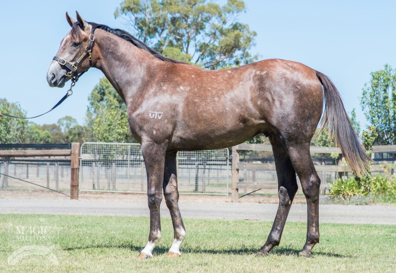 Unencumbered (AUS) / Zalmara (USA) - photo 1