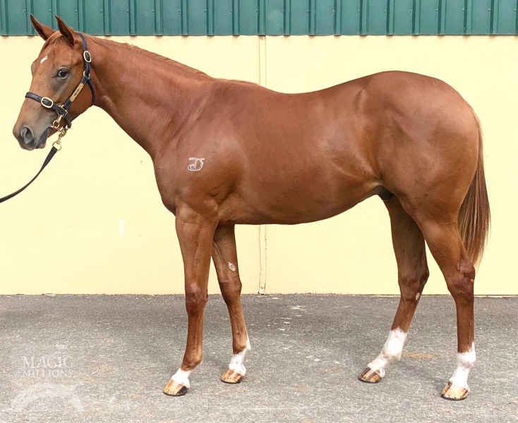 Sepoy (AUS) / Almost Tempted (AUS) - photo 1