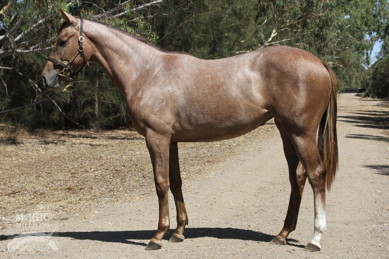 Zebedee (GB) / Amalgamate (AUS) - photo 1