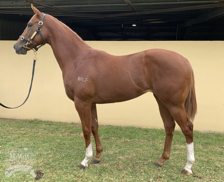 Nicconi (AUS) / Another Flouze (AUS) - photo 1