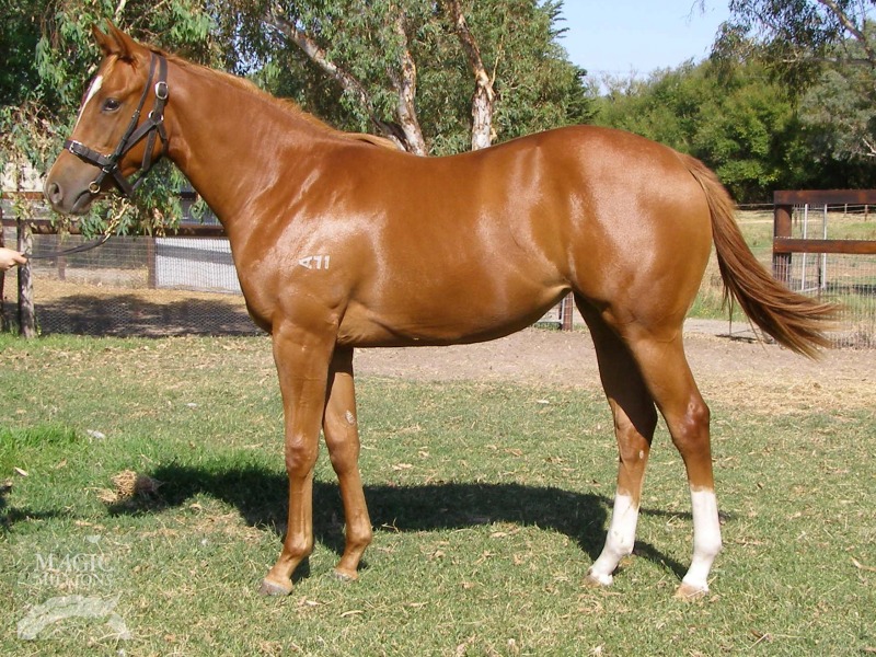 Zebedee (GB) / Asadie (AUS) - photo 1