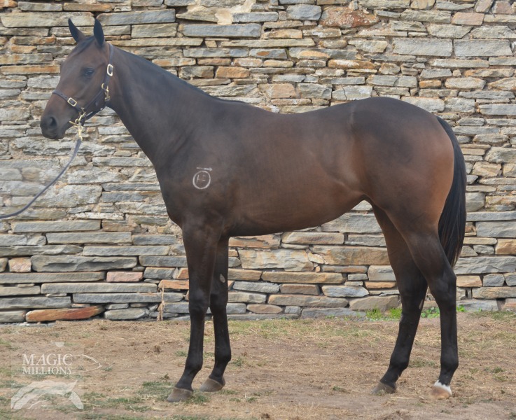 Smart Missile (AUS) / Beebop (AUS) - photo 1