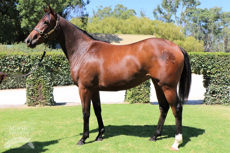 Zebedee (GB) / Bellacom (AUS) - photo 1