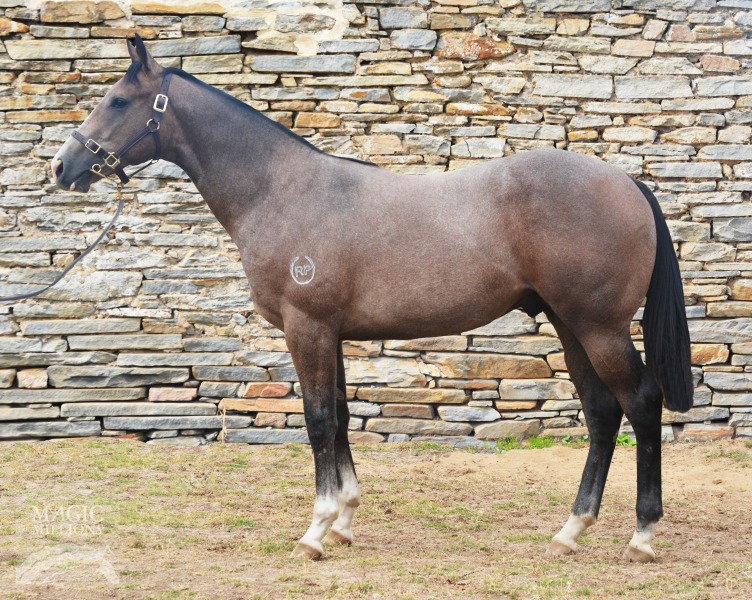 Golden Archer (AUS) / Bergman (AUS) - photo 1