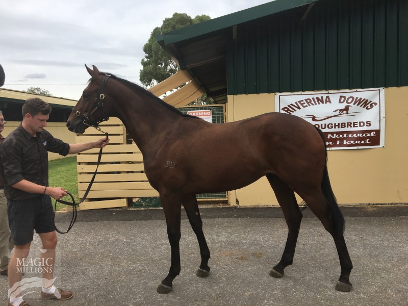 Street Boss (USA) / Bravoure (AUS) - photo 1