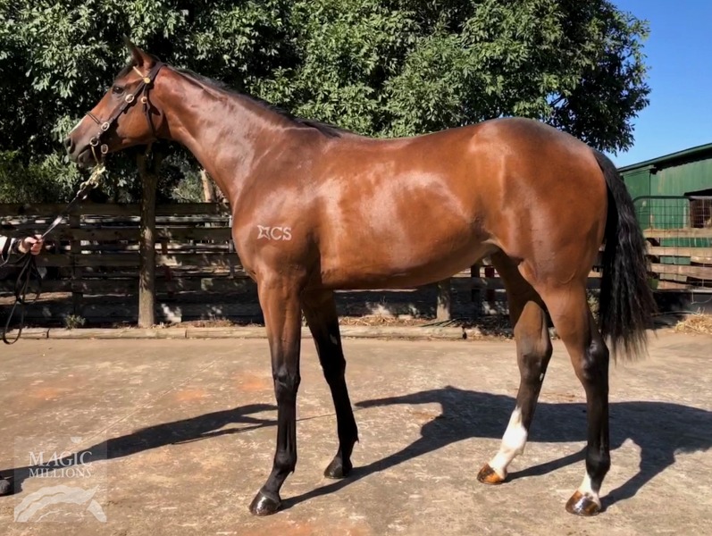 Free Eagle (IRE) / Brindabella (AUS) - photo 1