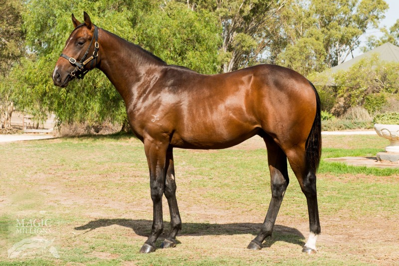 Nicconi (AUS) / Brown Limestone (AUS) - photo 1