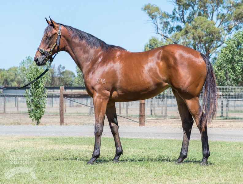 Jabali (AUS) / Chestnut Star (AUS) - photo 1