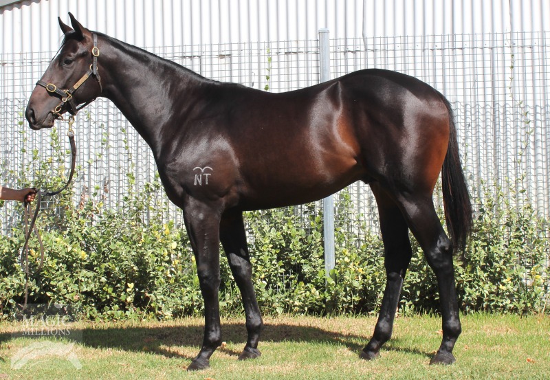 Al Maher (AUS) / Confidential Queen (AUS) - photo 1