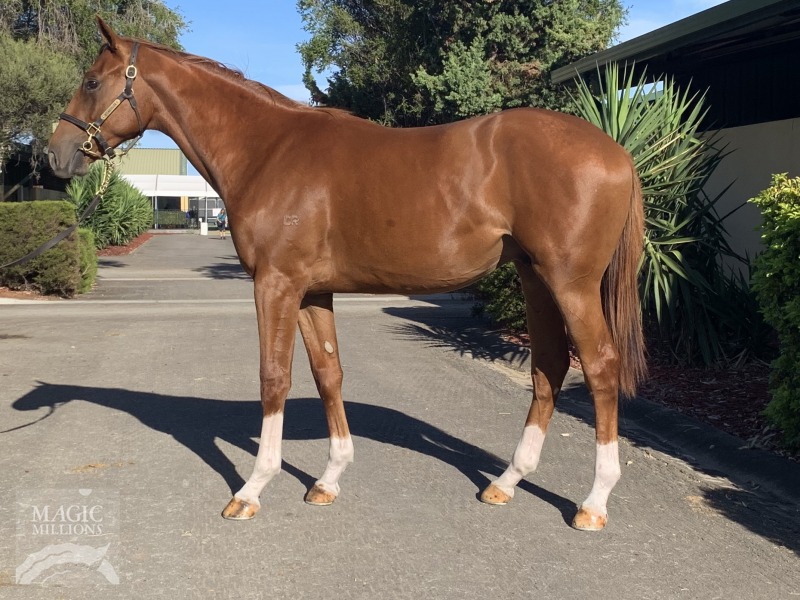 Puissance de Lune (IRE) / Country Fable (AUS) - photo 1