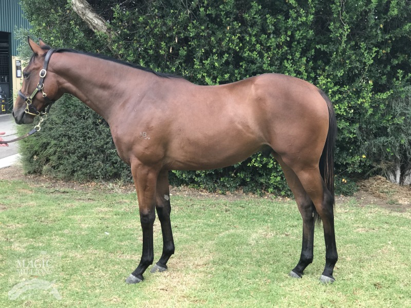 Love Conquers All (AUS) / Courtship (AUS) - photo 1