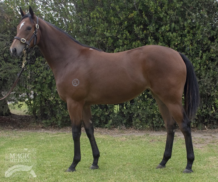 Super One (AUS) / Danedina (AUS) - photo 1