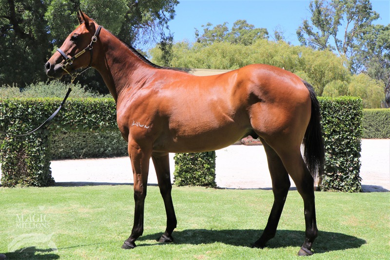 Free Eagle (IRE) / Enthrall (AUS) - photo 1