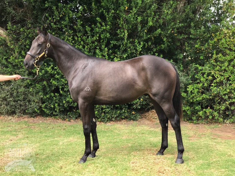 Casino Prince (AUS) / Get Around (AUS) - photo 1