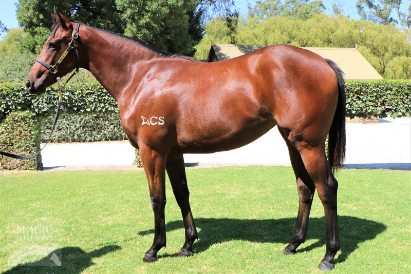 Zebedee (GB) / Glorious Night (AUS) - photo 1