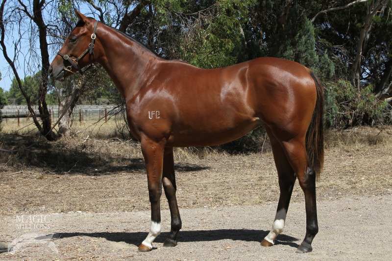 Shooting to Win (AUS) / Gossip Guru (AUS) - photo 1