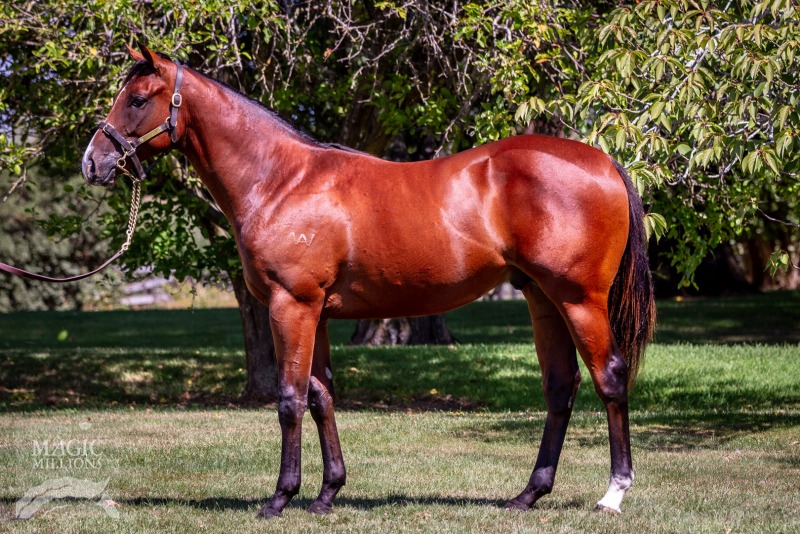 Shooting to Win (AUS) / Gwynethanne (NZ) - photo 1