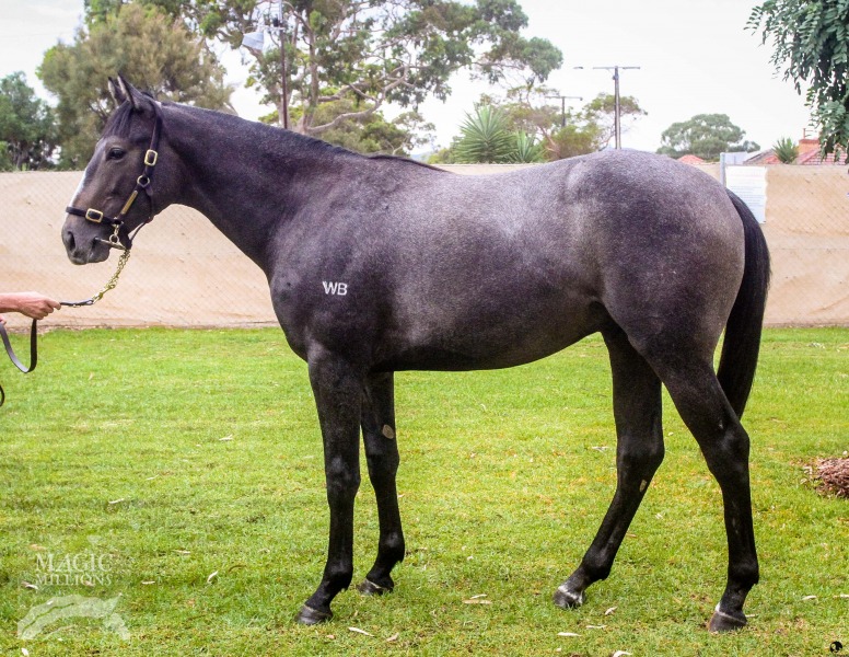 Puissance de Lune (IRE) / I'm Wicked (AUS) - photo 1